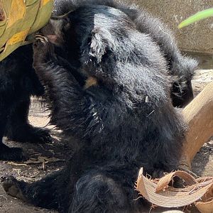 Sloth Bear Cub