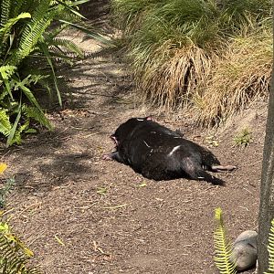 Tasmanian Devil