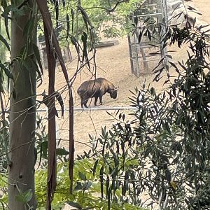 Mishmi Takin (off-exhibit)