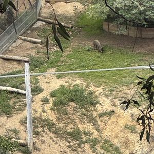 Visayan Warty Pig (off-exhibit)