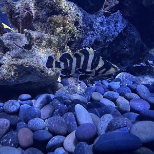 Juvenile Treefish - Circular Tank