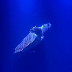 Loggerhead Sea Turtle - Open Ocean