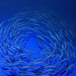 Pacific Sardines - Open Ocean
