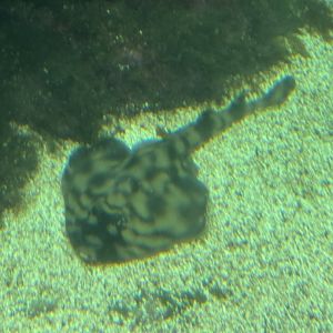 Banded Guitarfish - Kelp Forest