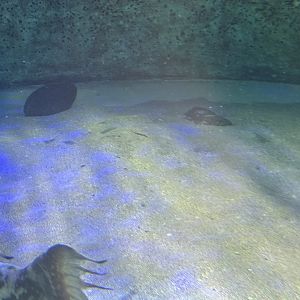 California Butterfly Ray