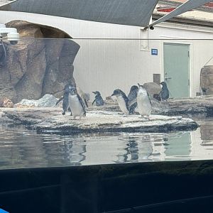 Little Blue Penguins