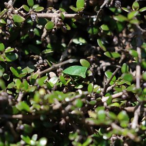 Australasian Vegetable Bug (Glaucias amyoti), Pencarrow Coast Road (Lower Hutt, Wellington)
