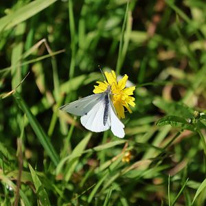 Cabbage White (Pieris rapae), Pencarrow Coast Road (Lower Hutt, Wellington)