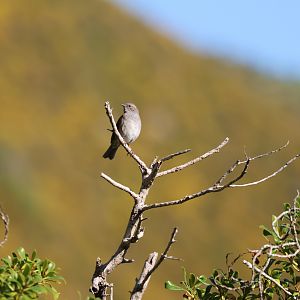 Common Dunnock (Prunella modularis occidentalis), Pencarrow Coast Road (Lower Hutt, Wellington)