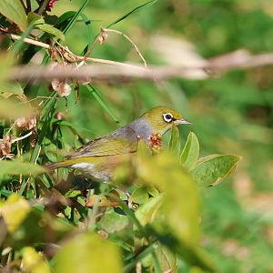 Silvereye (Zosterops lateralis lateralis), Pencarrow Coast Road (Lower Hutt, Wellington)