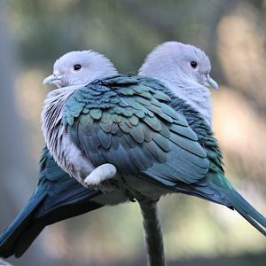 Green Imperial Pigeon (Ducula aenea)
