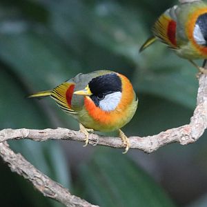 Silver-eared Mesia (Leiothrix argentauris)