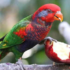 Hybrid Lory eating an apple
