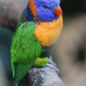 Red-collared lorikeet (Trichoglossus rubritorquis)