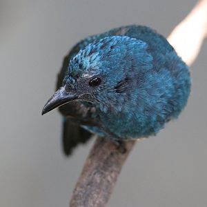 Asian Fairy-bluebird female