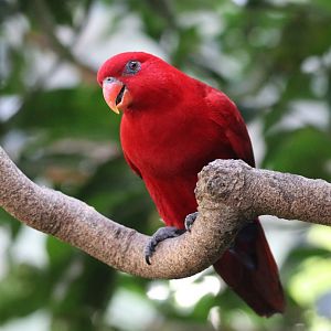 Red Lory (Eos bornea)