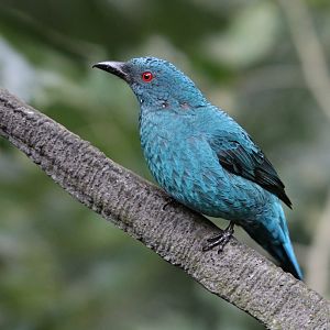 Asian Fairy-bluebird (Irena puella)
