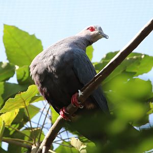 Pinon’s Imperial Pigeon (Ducula pinon)