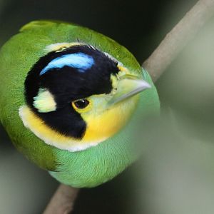 Long-tailed Broadbill