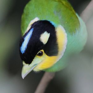 Long-tailed Broadbill
