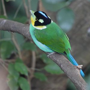Long-tailed Broadbill (Psarisomus dalhousiae)