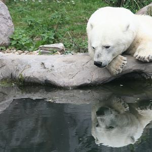 Antonia, the only dwarf polar bear died last week