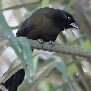 Racket-tailed Treepie (Crypsirina temia)