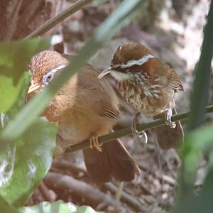 Chinese Hwamei and Chestnut-backed Scimitar Babbler