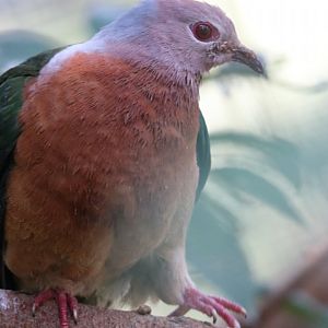 Purple-tailed Imperial Pigeon (Ducula rufigaster)