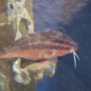 Goatfish sp (Parupeneus sp.?)