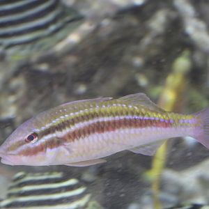 Pointed Goatfish (Parupeneus biaculeatus) ?