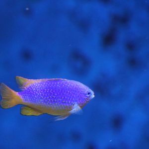 Damselfish sp?