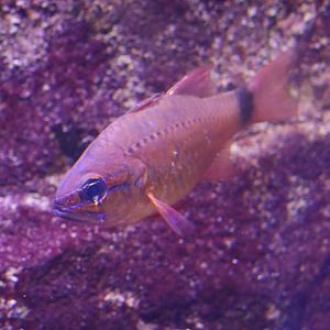 Bullseye Cardinalfish (Ostorhinchus fleurieu)?
