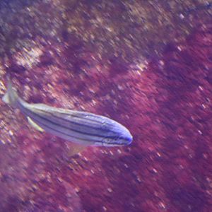 Striped sea bass sp?