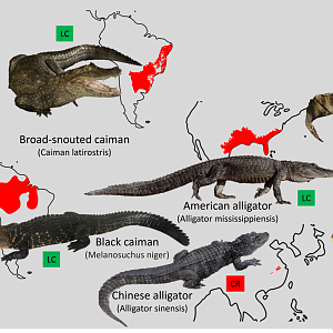Caimans and Alligators distribution maps