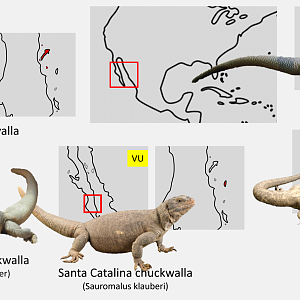 Chuckwallas distribution maps