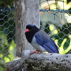 Red-billed blue magpie (Urocissa erythroryncha)