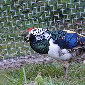 Lady Amherst's pheasant (Chrysolophus amherstiae)