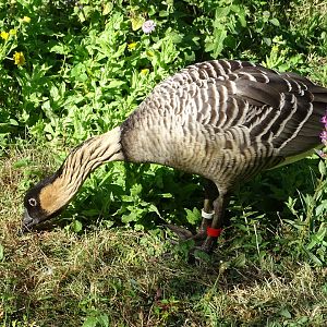 Nene (Branta sandvicensis)