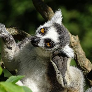 Ring-tailed lemur (Lemur catta)
