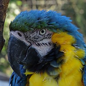 Blue-and-yellow macaw (Ara ararauna)