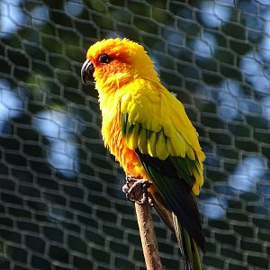 Sun conure (Aratinga solstitialis)