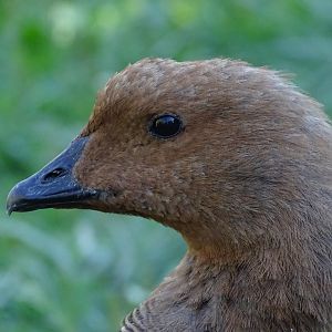 Magellan goose (Chloephaga picta)