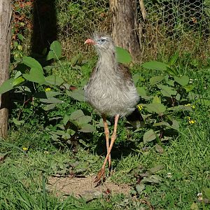 Red-legged seriema (Cariama cristata)