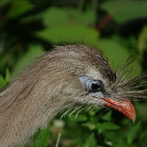 Red-legged seriema (Cariama cristata)
