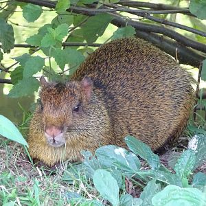 Azara's agouti (Dasyprocta azarae)