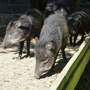 Collared peccary (Dicotyles tajacu)