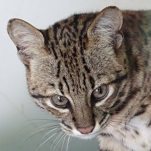 Geoffroy's cat (Leopardus geoffroyi)