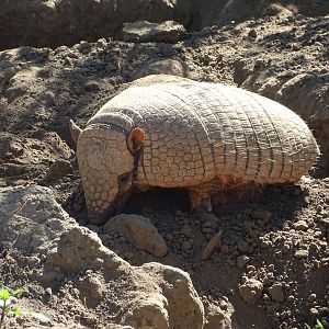 Six-banded armadillo (Euphractus sexcinctus)