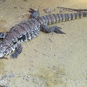 Argentine black and white tegu (Salvator merianae)